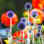 Bright Blooms