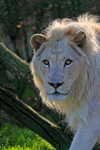 White lion close-up
