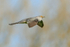 Cuckoo (male) flying with head up, Otmoor RSPB