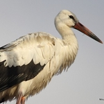 White Stork (Ciconia ciconia)