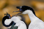 Imperial Shag