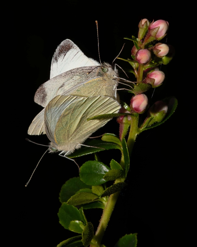 Cabbage White - Dee Estuary