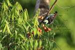 Golden-hooded Tanager with berry, Osa Peninsula, Costa Rica