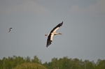 White Stork