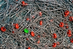 Fishing Cordage