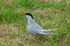 Arctic Tern