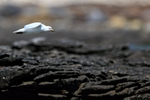 Snowy Sheathbill gliding over rocks, Carcass Island, Falklands