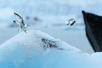 Sabine's Gull displaced by Kittiwakes, Jokulsarlon, Iceland