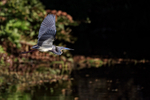 Tricolored Heron flying, Wakodahatchee Wetlands, Florida