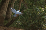 Ringed Kingfisher portfolio