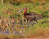 Glossy Ibis at Stanpit Marsh