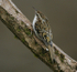 Treecreeper