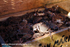 HCF006: Velvet crabs