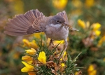 Whitethroat