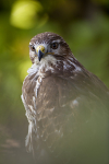 COMMON BUZZARD