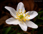 Wood Anemone (03)