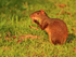 Central American Agouti feeding, Playa Cativo, Costa Rica