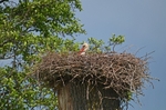 White Stork