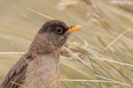 Falkland Thrush portrait, Carcass Island, Falklands