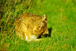 Brown Hare (3)