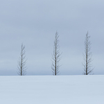 Five trees near Gullfoss
