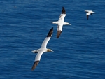 Gannets