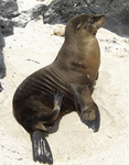 Seal