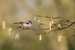 Long Tailed Tit