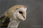 Barn Owl 1