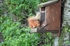 Red Squirrel
