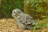 Great Grey Owl
