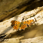 25th March Comma