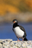 Rock Shag, front view, Carcass Island, Falklands