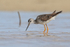 Greater Yellowlegs (breeding adult), Fort De Soto, Florida