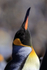 King Penguin resting, bill skywards, Volunteer Point, Falklands
