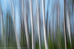 Spring Birch - Waterville Valley