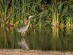 Grey Heron