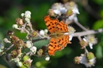 Comma