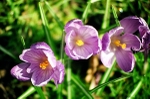 Purple croci