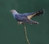 Male Cuckoo