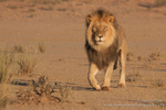 Kalahari Male Lion