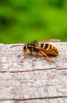 wasp-7550