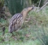 Bittern