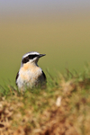 Wheatear (male) near Ardnave Loch on Islay