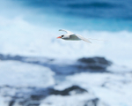 Red-tailed Tropicbird flying over crashing waves, Kilauea Point, Kauai