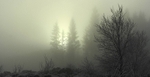 Low Visibility-Achray Forest