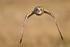 Short-eared Owl (Asio flammeus)