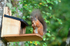 Red Squirrel