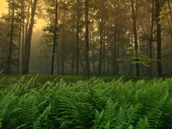 Allegheny National Forest portfolio