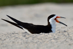 Black Skimmer